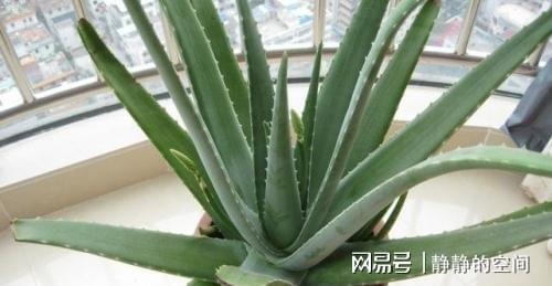  万年青开花寓意，万年青开花之永恒与不朽的寓意--第1张