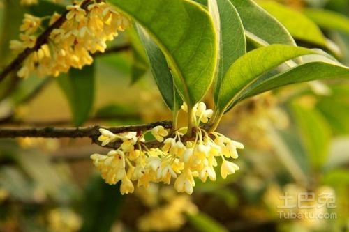  八月桂花树多少钱一棵，八月桂花树的价格是多少？--第1张