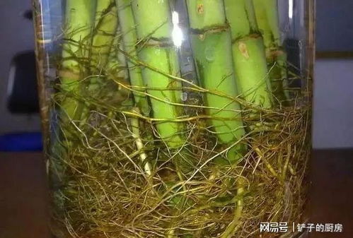  富贵竹怎么水养生根快，富贵竹如何用水生根更快，掌握这几点养殖技巧--第1张