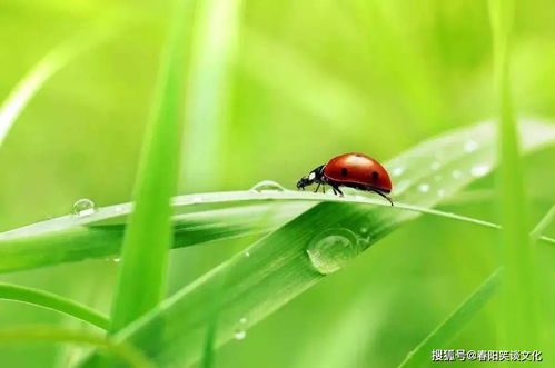  每月鲜花订购平台，让您的生活充满鲜花的芬芳--第1张