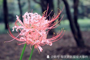  彼岸花花语象征与寓意--第1张