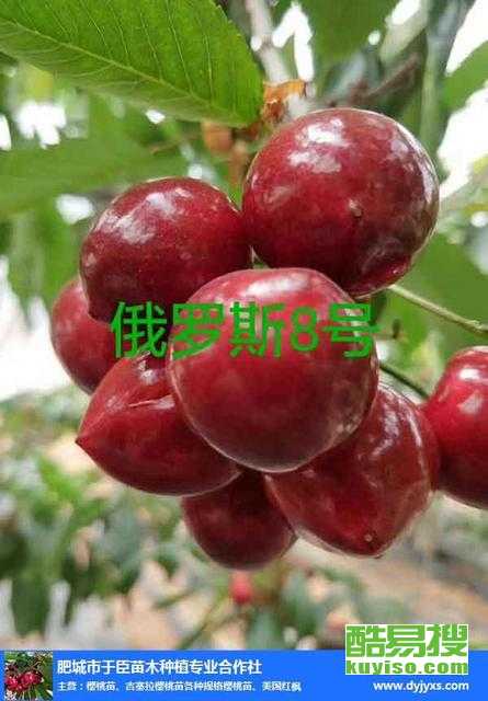  鲜花回收电话，鲜花回收服务热线--第1张