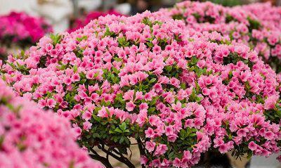  十大名花排名次序，十大名花排名次序，牡丹、梅花、兰花、竹、菊花、山茶花、杜鹃花、月季花、水仙花、荷花。--第1张