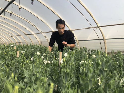  贵阳花店批发在哪里进货？--第1张