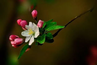 ，一树梨花海棠花，经典诗句中的美丽与情感，梨花海棠花之美，经典诗句中的情感与美丽--第1张