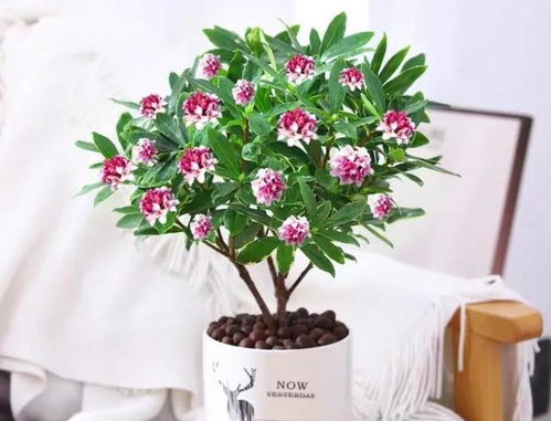  各种花的寓意和象征，花的寓意和象征，不同花卉的美丽与内涵--第1张