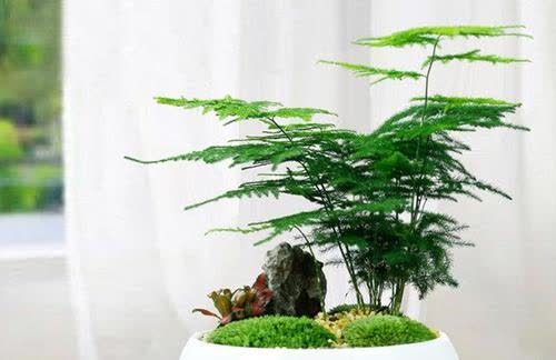  文竹寓意和象征着--第1张