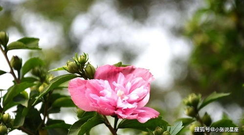  ，木槿树图片大全，大图全览，带你领略木槿花的美丽与魅力--第1张