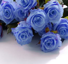  蓝色的玫瑰花，寓意深远的花语，蓝色玫瑰花，情感与寓言的花语象征--第1张