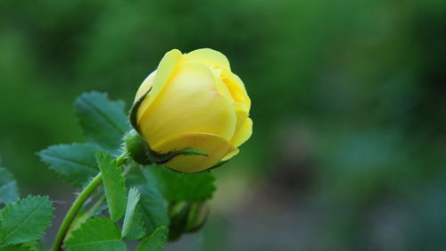  黄玫瑰的花语是什么意思韩国，黄玫瑰的花语，分手、再见、散伙、离别等，韩国人送黄玫瑰多用于表达分手。--第1张