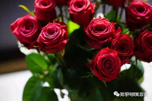  玫瑰花的种类--第1张