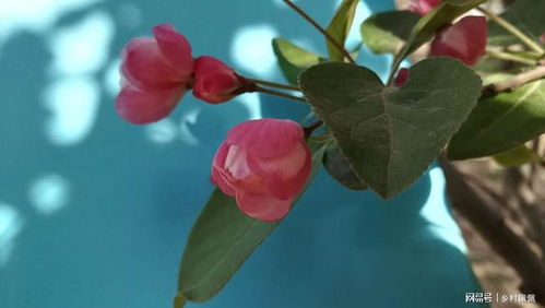  海棠花的寓意和象征，海棠花的寓意，美丽、幸福与永恒--第1张