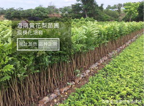  沉香树苗适合在哪里种植