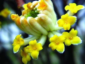 结香花的养殖方法，结香花的养殖方法，掌握这些关键要点--第1张