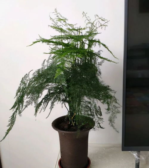  文竹摆放三大禁忌--第1张