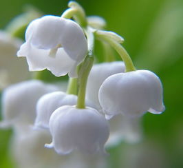  铃兰花语——美丽、纯洁、轻盈与祈愿，铃兰花语——轻盈的美丽与纯洁祈愿--第1张