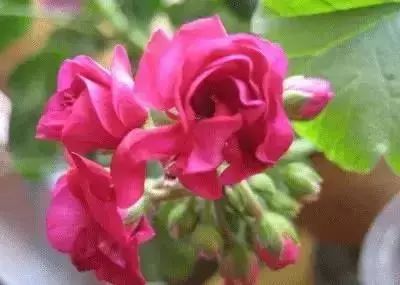  常见100种花的花语--第1张
