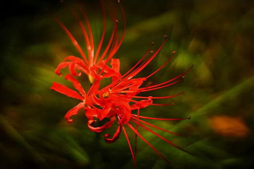  彼岸花，神秘而美丽的花卉，彼岸花的神秘美丽之花语与传说--第1张
