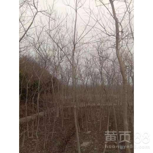  乌桕蜜的功效与作用