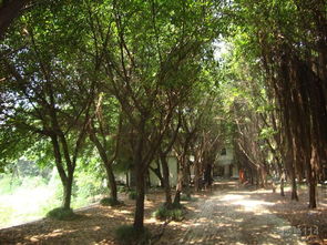  成都苗圃基地电话——一站式苗木采购服务，轻松解决您的园林需求--第1张