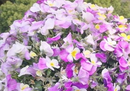  什么花一年四季都开花--第1张