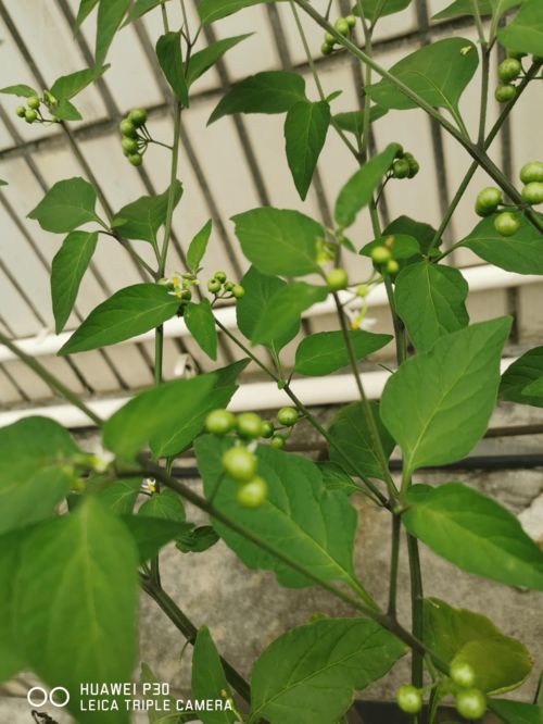  10种常见有趣的植物--第1张