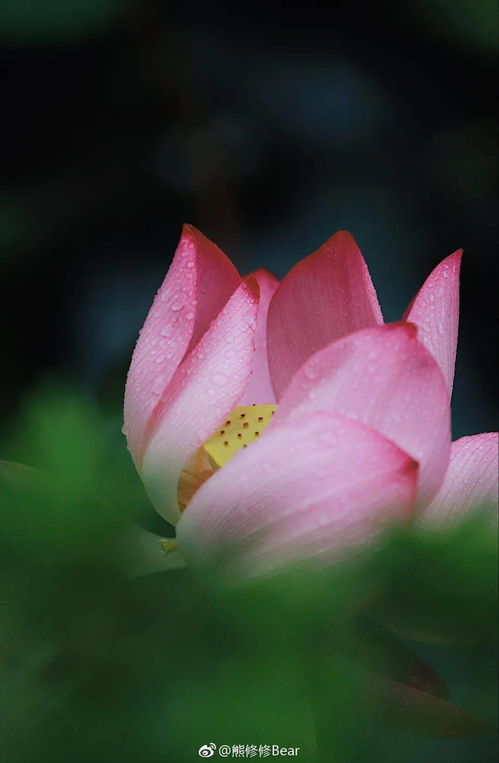  荷花花语，美丽、纯洁、清廉、热情与信仰--第1张