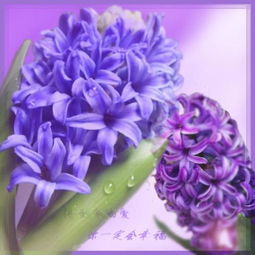  好听的花名及花语，美好寓意之花语，玫瑰花的好听花名--第1张