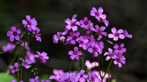  英国国花--第1张