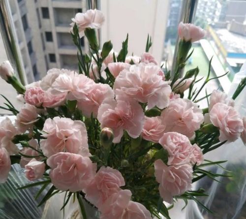  康乃馨一年开几次花