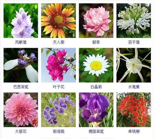  花卉品种图及名称大全图片，花卉品种图鉴，精选花卉品种及名称大全图片--第1张