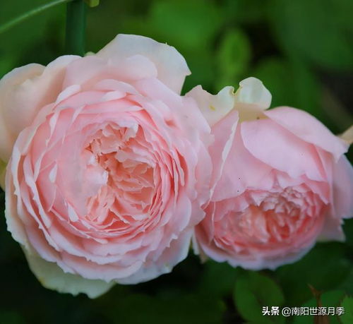  月季花是什么花--第1张