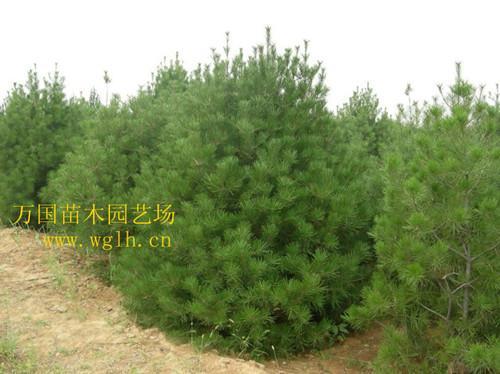  侧柏图片高清，自然之美与永恒的绿色，侧柏之永恒绿色，自然之美的高清图片展示--第1张
