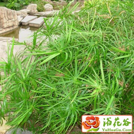  旱伞草的修剪方法，旱伞草的修剪技巧--第1张