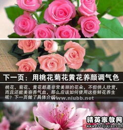  玫瑰花朵数的花语--第1张