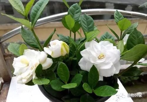 6、8月适合种植什么花卉--第1张