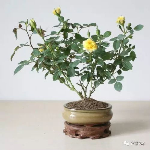  盆栽月季花的养殖方法和注意事项--第1张