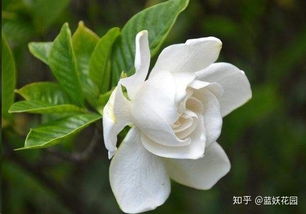  栀子花怎么养才能更旺盛，栀子花养护秘籍，让植株更旺盛的技巧--第1张