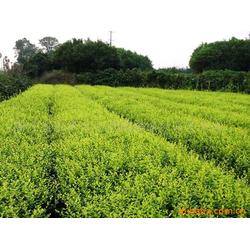  绿化苗木最新求购信息，绿化苗木最新求购，寻求优质苗木，打造绿色家园--第1张