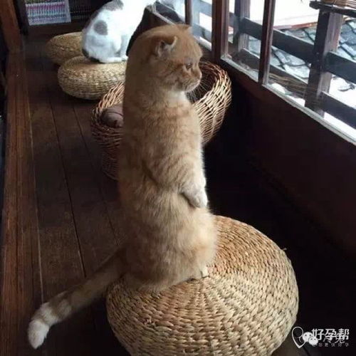  短剧变成猫后我被死对头宠上天全集观看--第1张