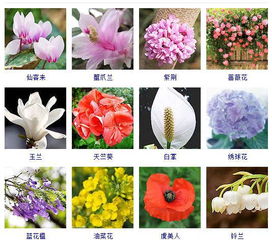  春天有哪些花开放图片和名字--第1张
