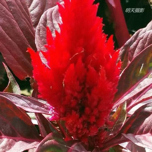  凤尾花图片，美丽与神秘的交织，凤尾花之美，神秘与美丽的交织--第1张