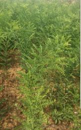  山西苗木求购信息，山西苗木求购，大量收购优质苗木--第1张