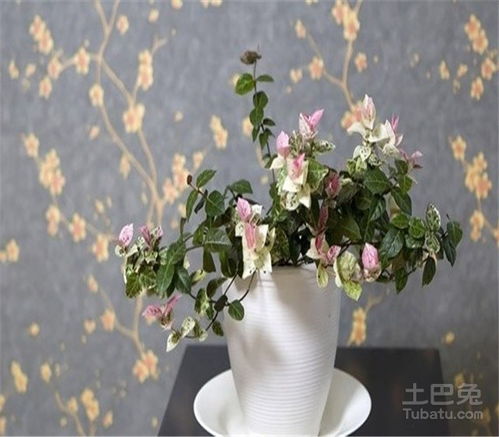  花叶络石花期--第1张