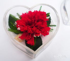 教师节送什么花为佳  教师节送什么花为佳--第1张