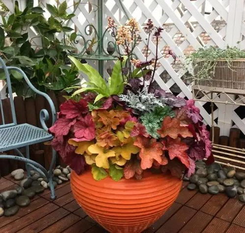 十大最漂亮鲜花  十大最漂亮鲜花，十大最漂亮鲜花之一，玫瑰花--第1张