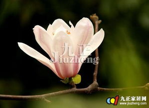 玉兰花什么时候开花  玉兰花什么时候开花，玉兰花什么时候开花？--第1张