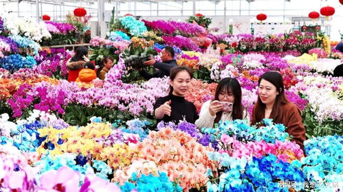 中国最大的花卉市场  中国最大的花卉市场——探寻花卉市场的繁荣与魅力--第1张