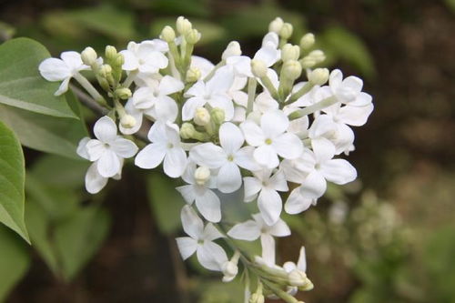 白丁香花语  白丁香的花语——纯洁与希望，白丁香的花语——希望--第1张