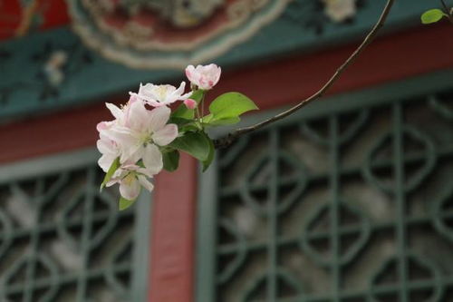四季海棠花适合室内养吗  四季海棠花适合室内养吗--第1张
